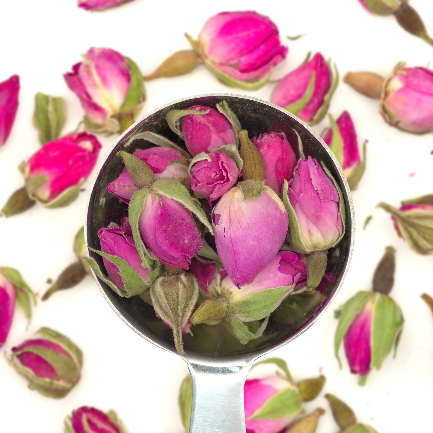 Rose Bud
